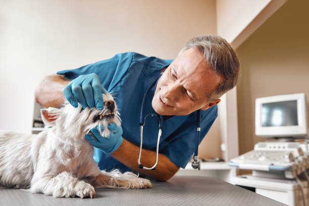 Best Emergency Tooth Extraction in Mills, WY